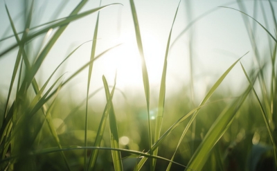 G-Green Fleuressence